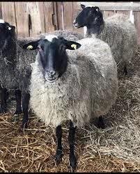 کارگاه تخصصی پرورش گوسفند رومانف
