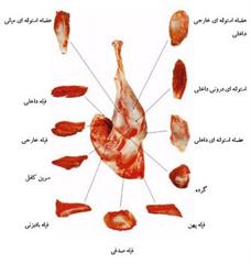 فروش لاشه شتر مرغ