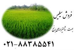 نقش استفاده از سیلیس زمین کاو در شالیزارهای برنج
